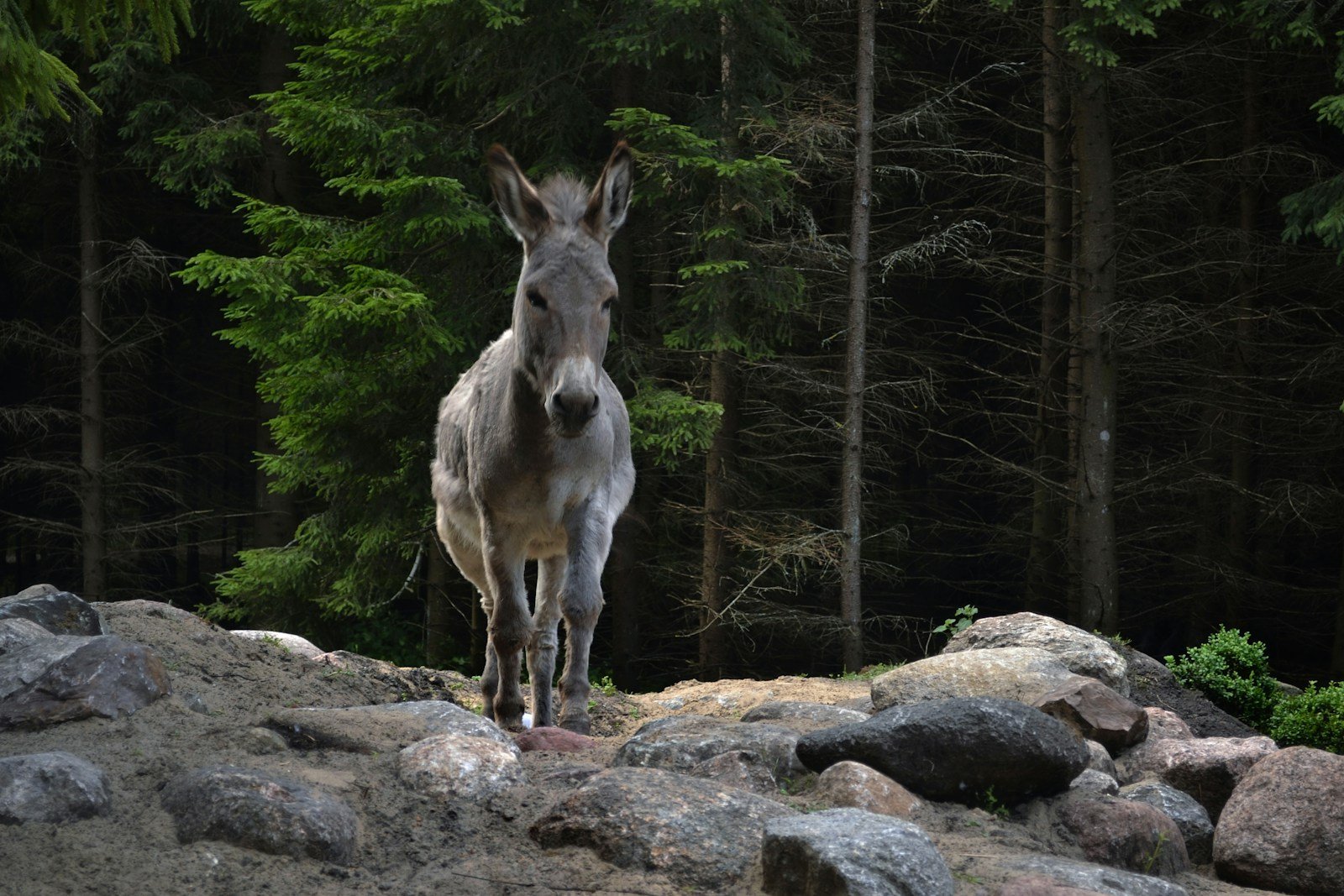 A donkey in a rural landscape, representative image for Pakistan's donkey population feeding Gwadar's export trade to China