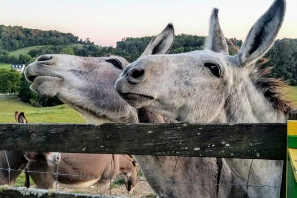 Two donkeys standing behind a wooden fence, representative image for Pakistan's donkey population feeding Gwadar's export trade to China