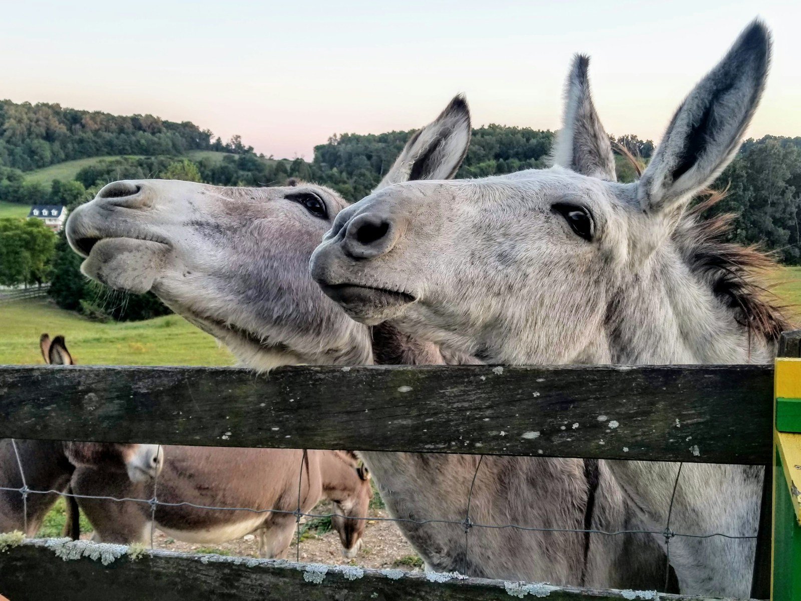 Two donkeys standing behind a wooden fence, representative image for Pakistan's donkey population feeding Gwadar's export trade to China