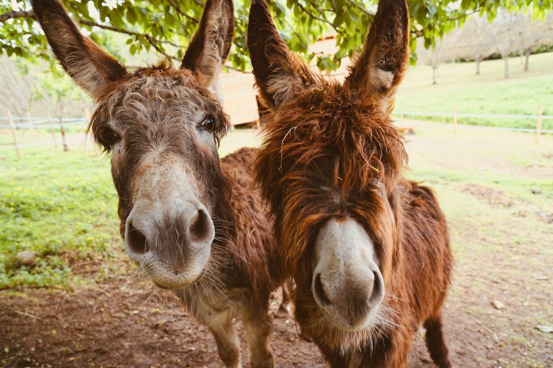 Donkeys at a farm, representative of the donkey-farming operations at the Gwadar Free Zone facility