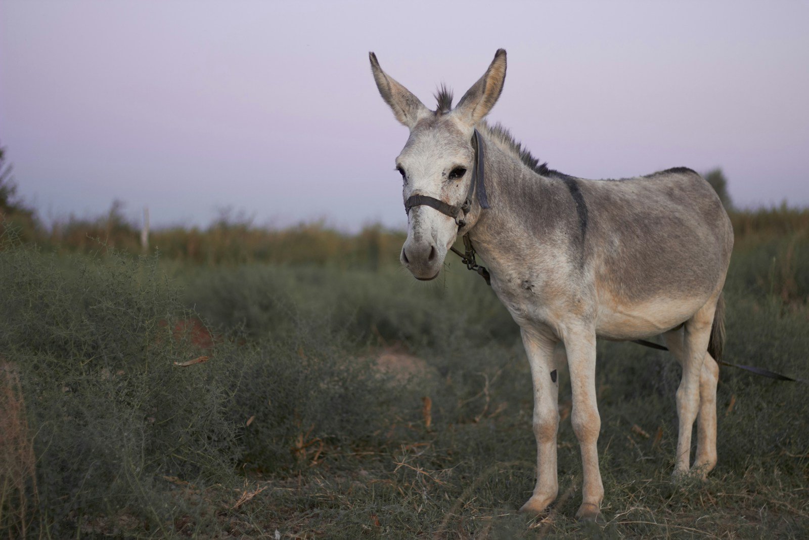 A grey donkey standing outdoors, representative image for Pakistan's growing donkey meat and hide export trade to China
