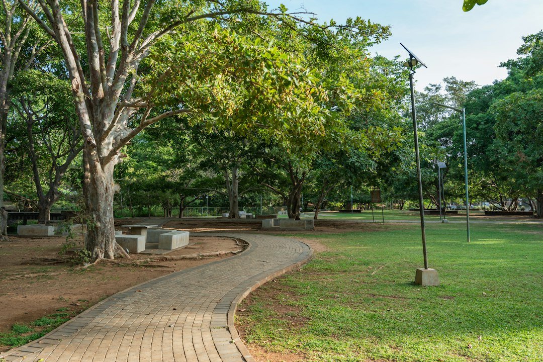 A tree-lined park pathway with benches, representative image for urban park and tree-planting works under Gwadar's civic infrastructure push